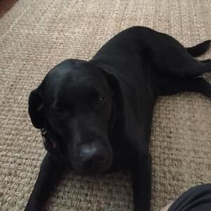 Meet your Posher, Roberto